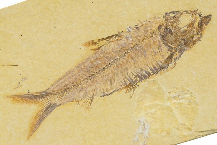Detailed Fossil Fish (Knightia) - Wyoming #345369
